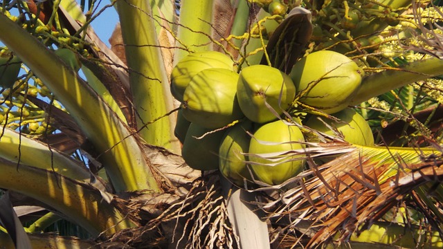 Coconut water: healthy or not ?