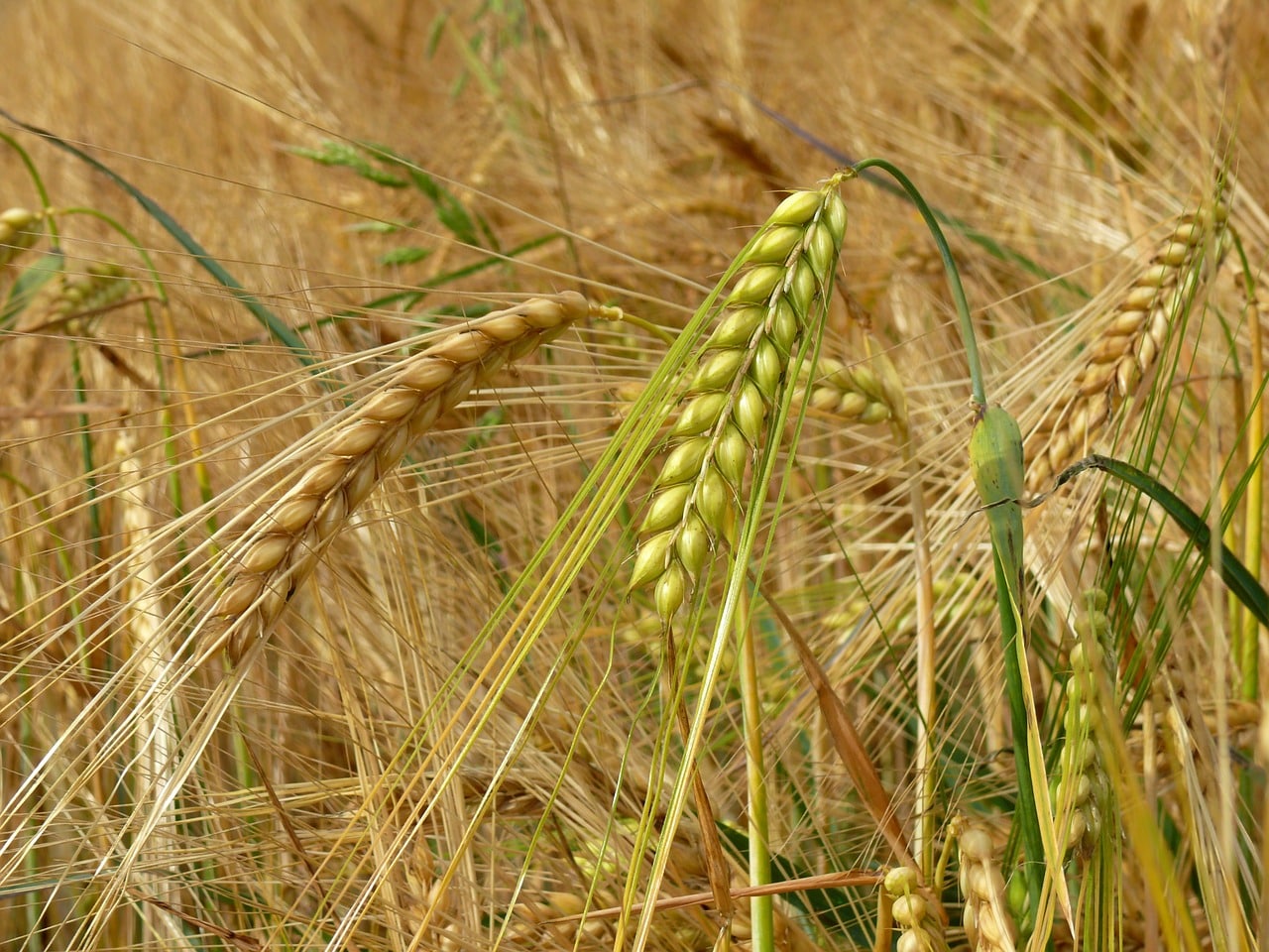 barley fields