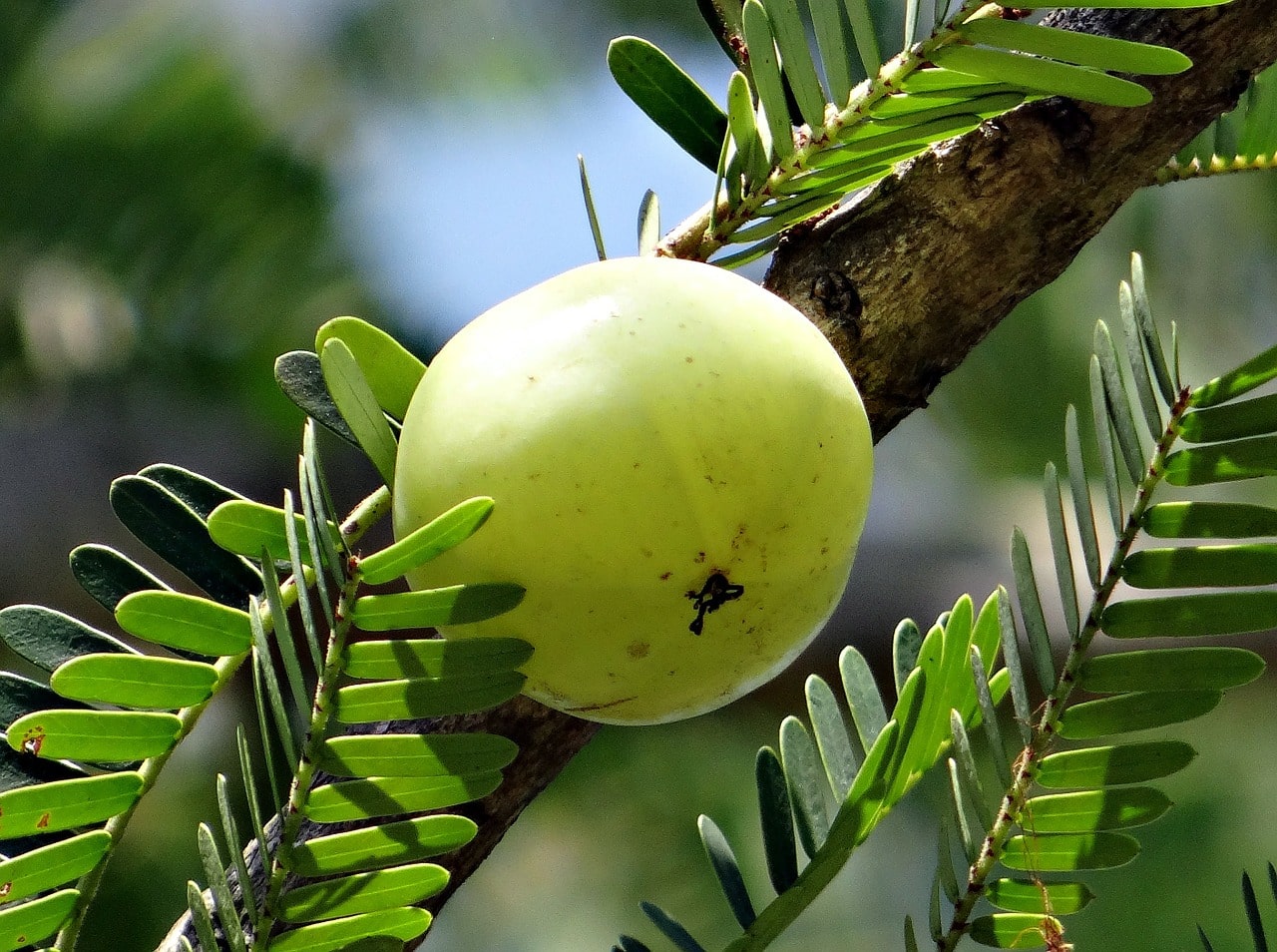 Indian gooseberry