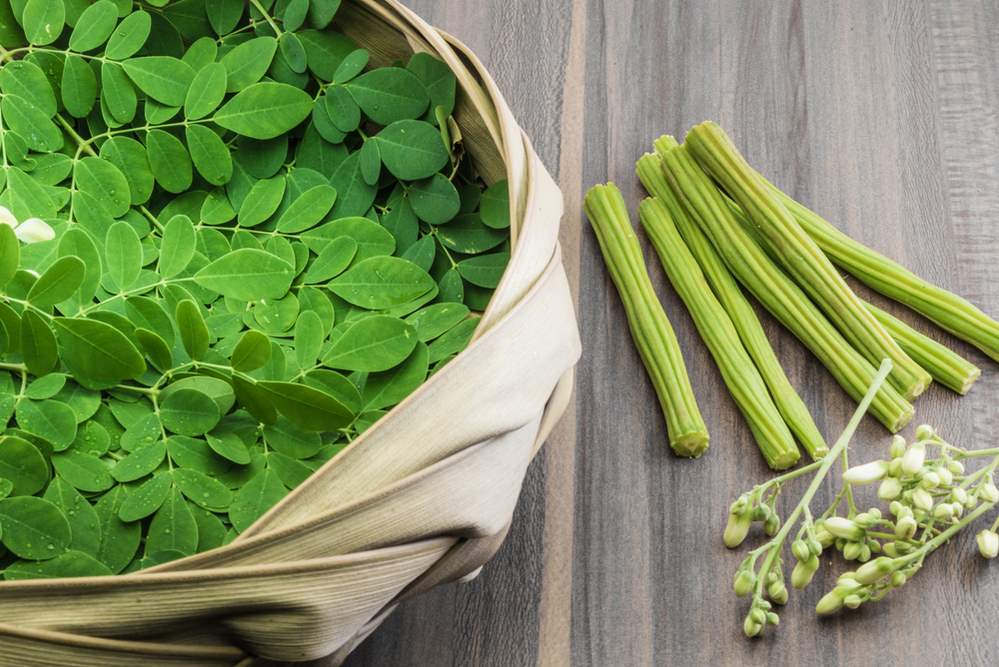 Moringa – Health Benefits, and Side Effects