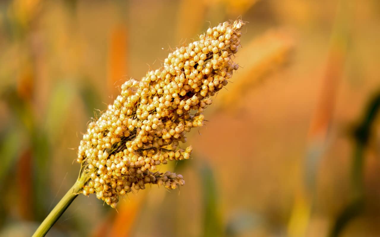 Jowar (Sorghum) – Benefits, Nutrition Value, & Recipes