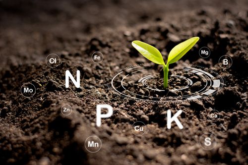 Power-Packed with Nutrients