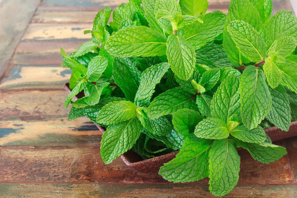 Mint leaves