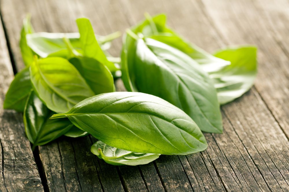 Indian recipes with basil leaves