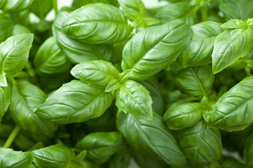 Basil Benefits