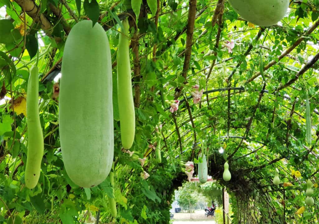 Ash Gourd - Benefits, Recipes, and More - HealthifyMe