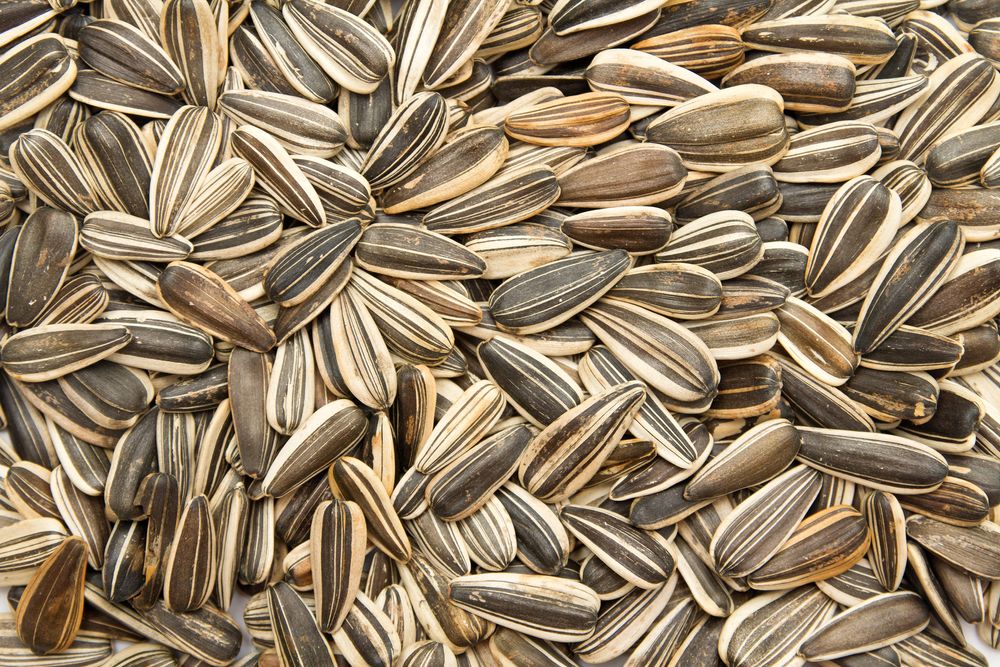What are Sunflower Seeds?