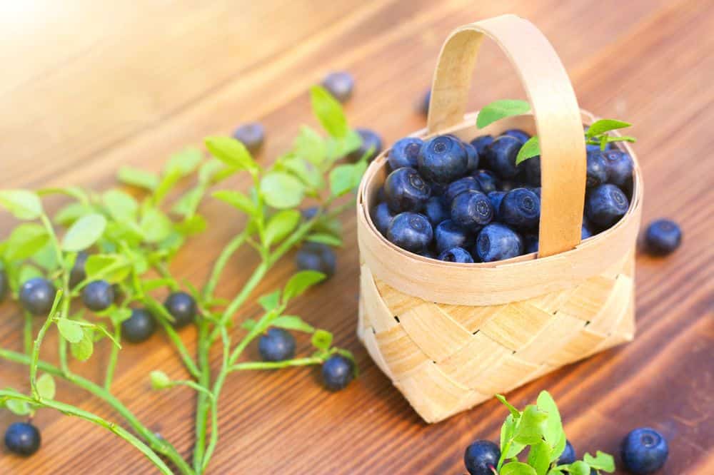 Benefits of Blueberries- HealthifyMe