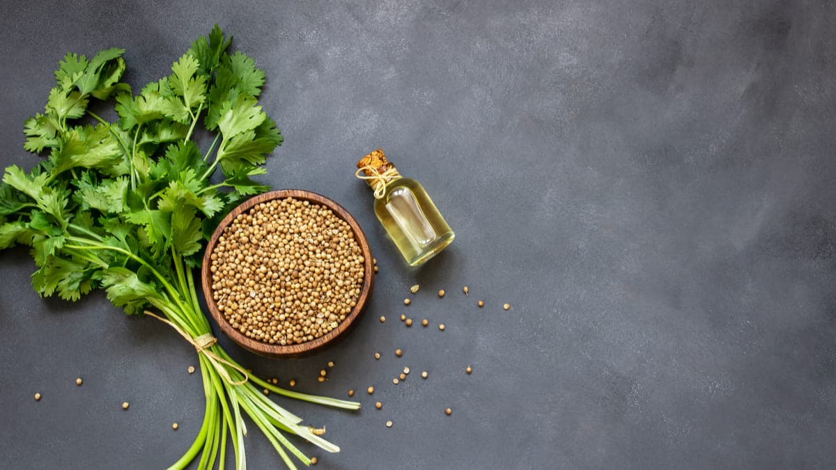 Coriander - Benefits, Nutritional Values, & Healthy Recipes - HealthifyMe Coriander - Benefits, Nutritional Values, & Healthy Recipes - HealthifyMe