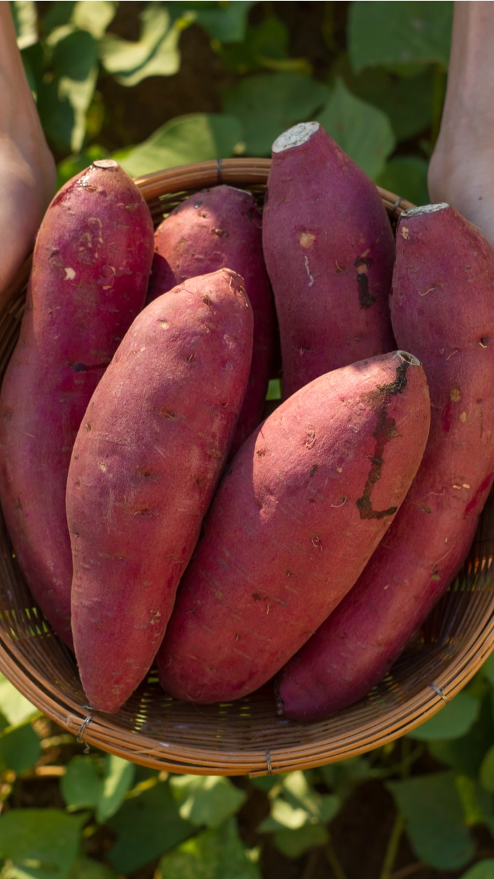 Healthy Sweet Potatoes Recipes
