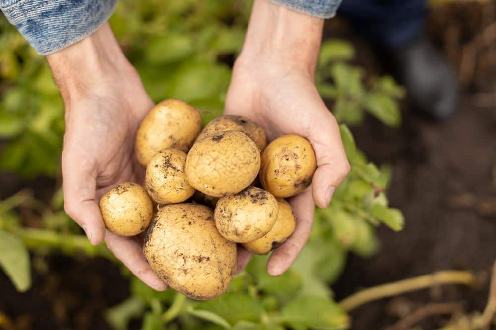 White Rose Potatoes Information and Facts