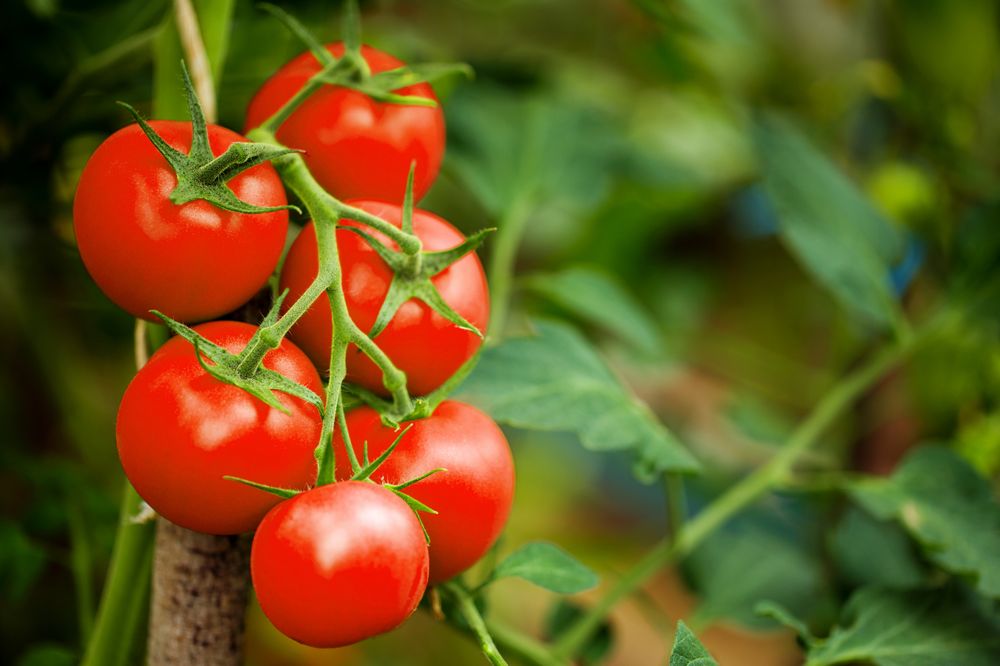 The Phenomenal Health Benefits of Tomatoes