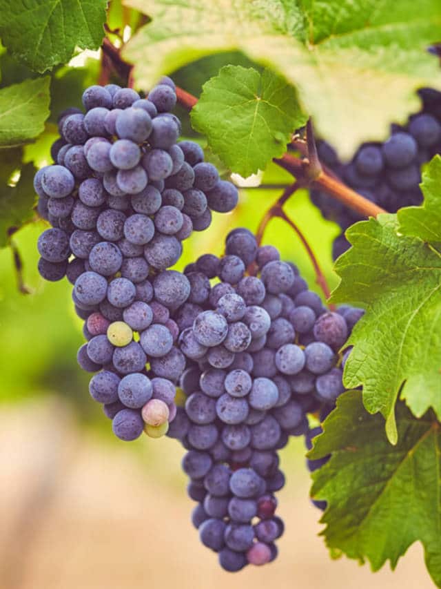 Top 7 Health Benefits of Eating Grapes HealthifyMe