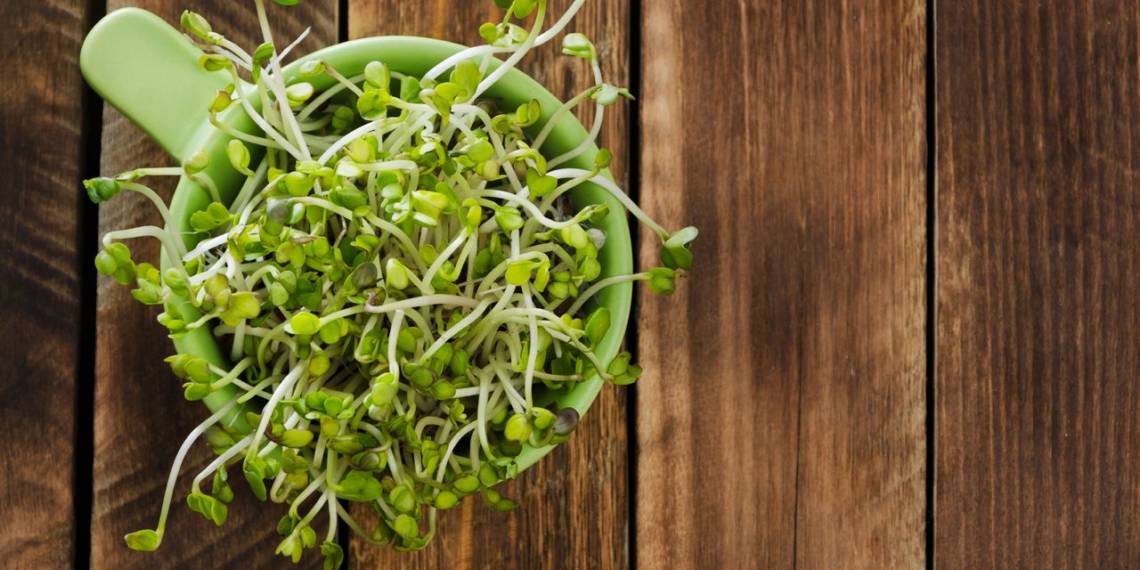 10 Health Benefits of Alfalfa Sprouts Blog HealthifyMe