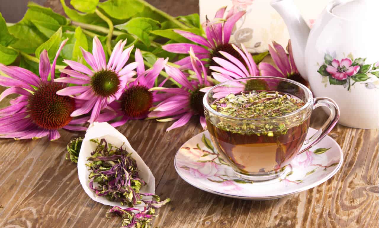 Echinacea: Uses, Health Benefits & Risks- HealthifyMe