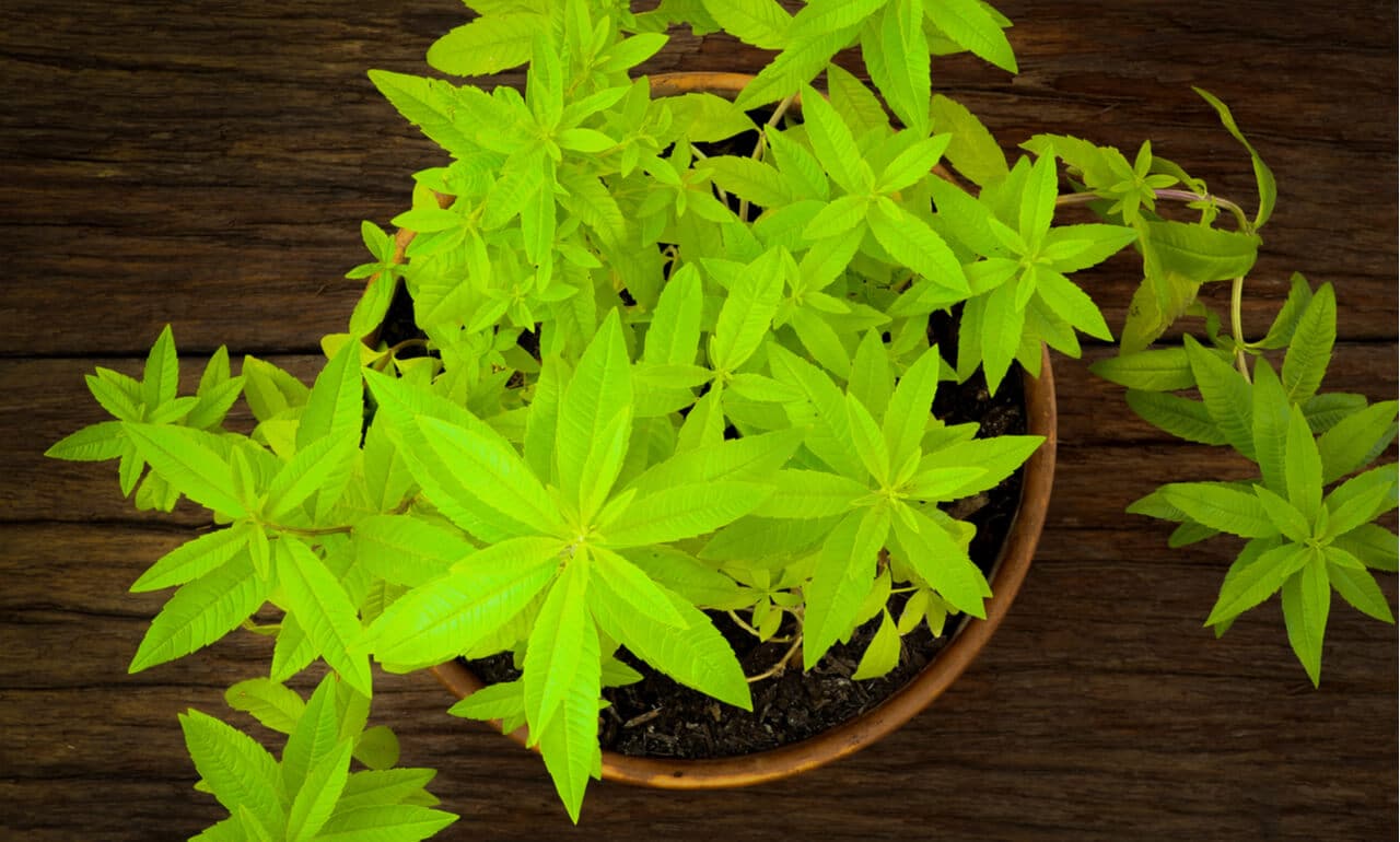 Lemon Verbena: Uses, Health Benefits & More