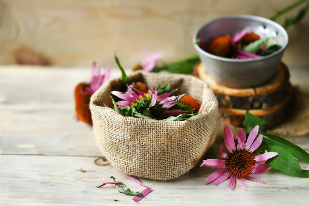 Echinacea supplement can help your body fight off infections and other illnesses, like the common cold.- HealthifyMe