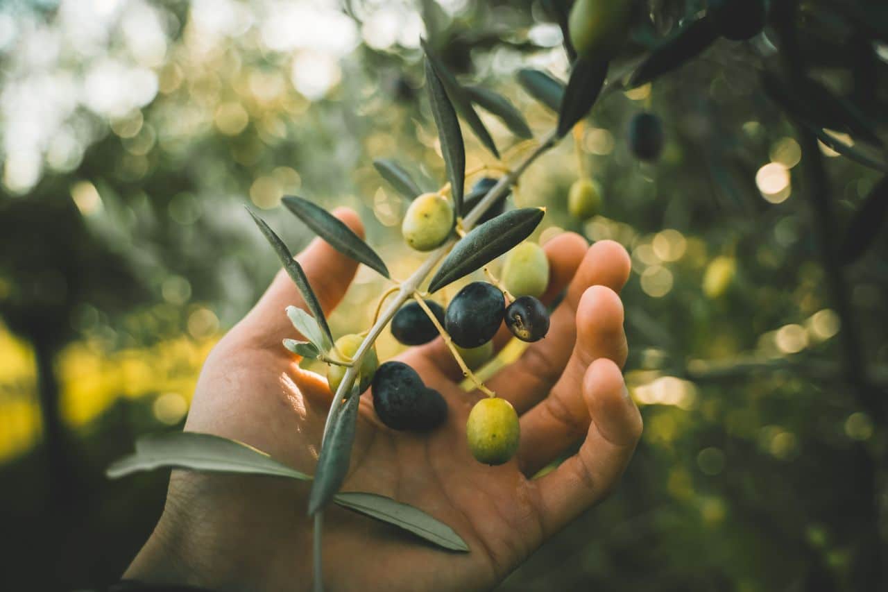 Olives: Benefits, Nutritional Values, Risks & More