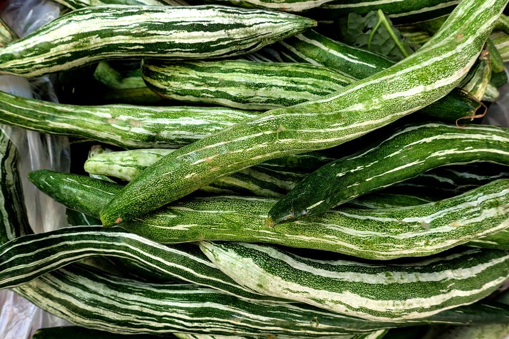 Snake Gourd: Nutritional Content, Benefits, and Everything You Need to Know- HealthifyMe