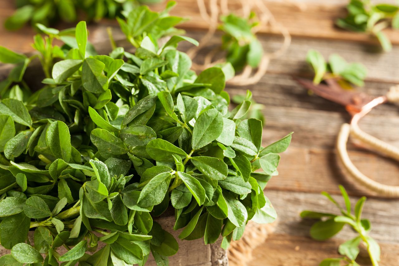 Fenugreek Leaves (Methi Leaves): The Leaf with Magical Benefits- HealthifyMe