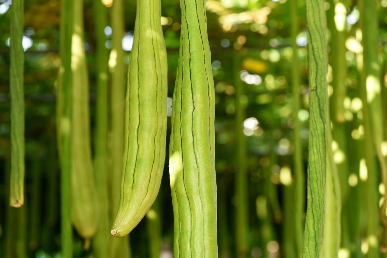 Snake Gourd & Seeds: Health Benefits, Nutrition, Uses and Side Effects
