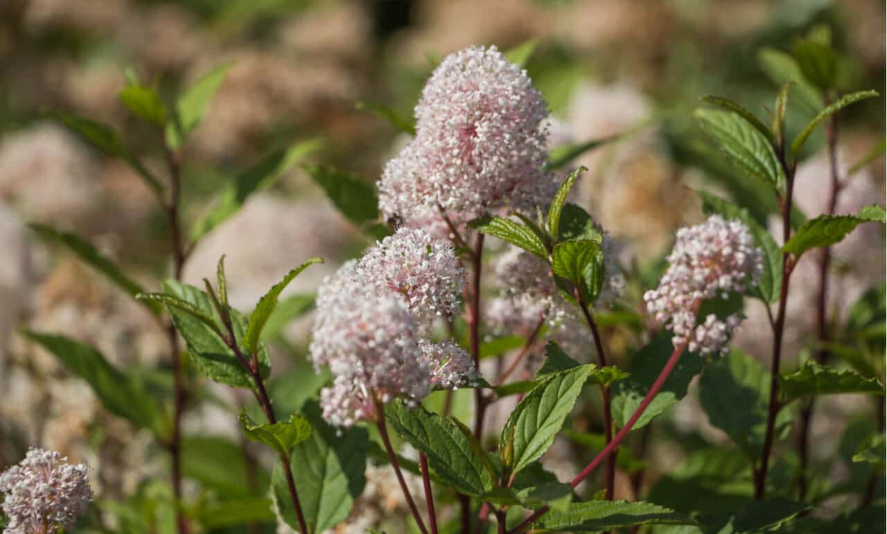 Red Root: Health Benefits, Uses, and Possible Side Effects