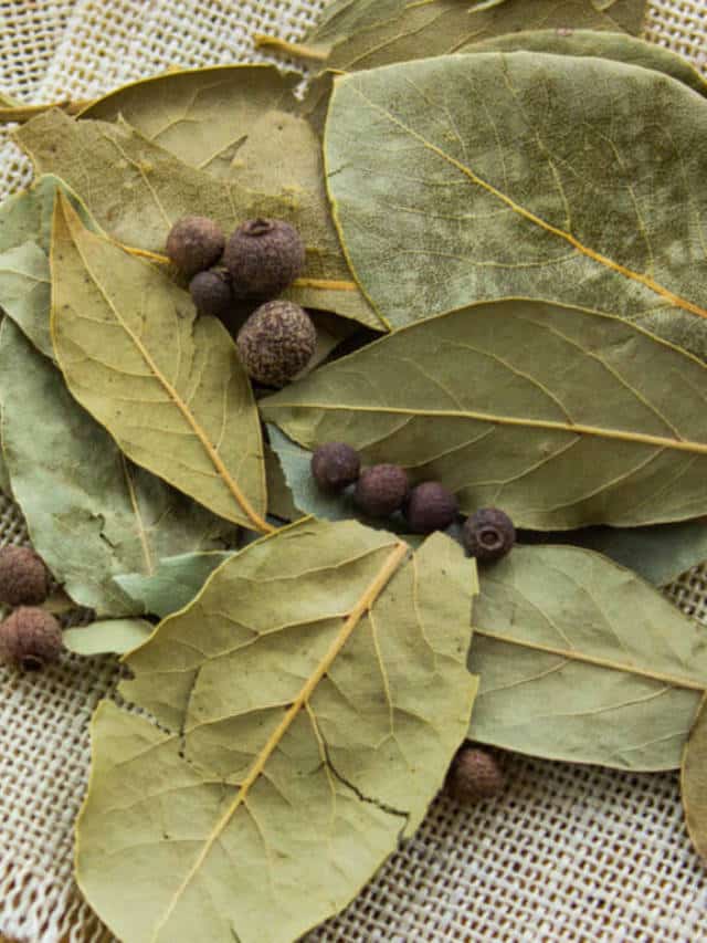 9 Health Benefits Of Bay Leaves Blog HealthifyMe