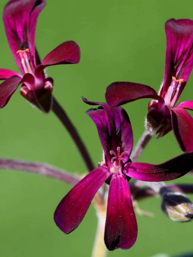 7 Benefits Of Pelargonium Sidoides Blog HealthifyMe 7 Benefits Of Pelargonium Sidoides Blog HealthifyMe