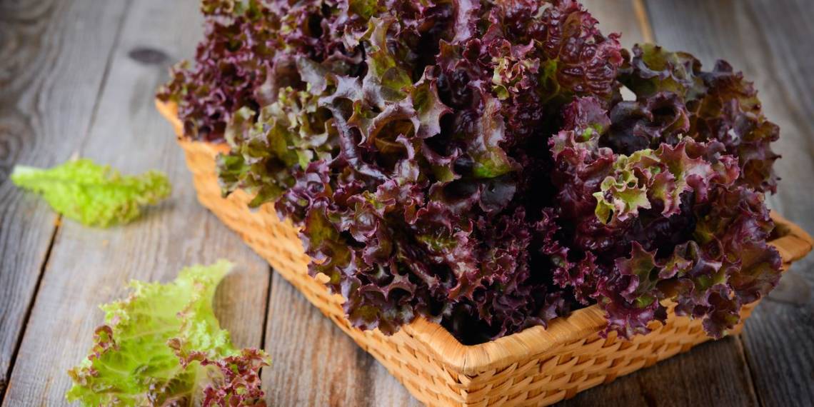 9 Amazing Benefits of Red Leaf Lettuce HealthifyMe
