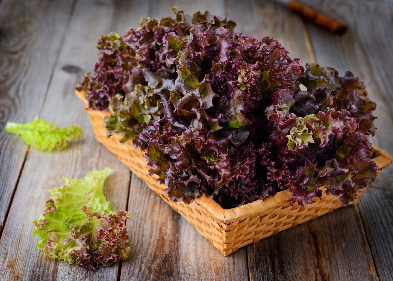 9 Amazing Benefits of Red Leaf Lettuce- HealthifyMe