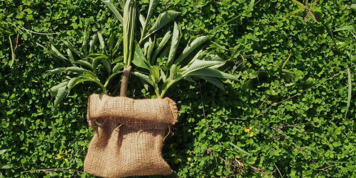 Konjac Flour Benefits, Side Effects, And Usage HealthifyMe