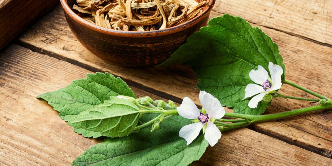 Marshmallow Plant Benefits and Precautions HealthifyMe