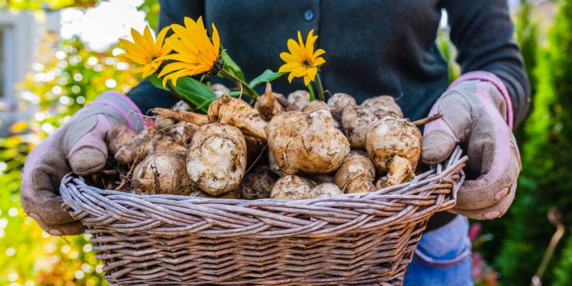 Jerusalem artichoke A healthier alternative HealthifyMe