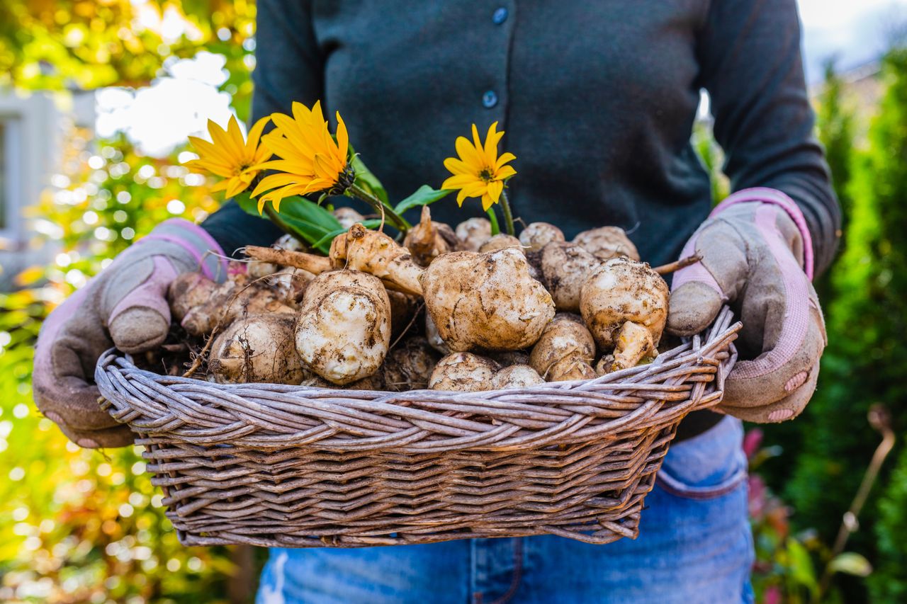 Jerusalem Artichoke A Healthier Alternative HealthifyMe