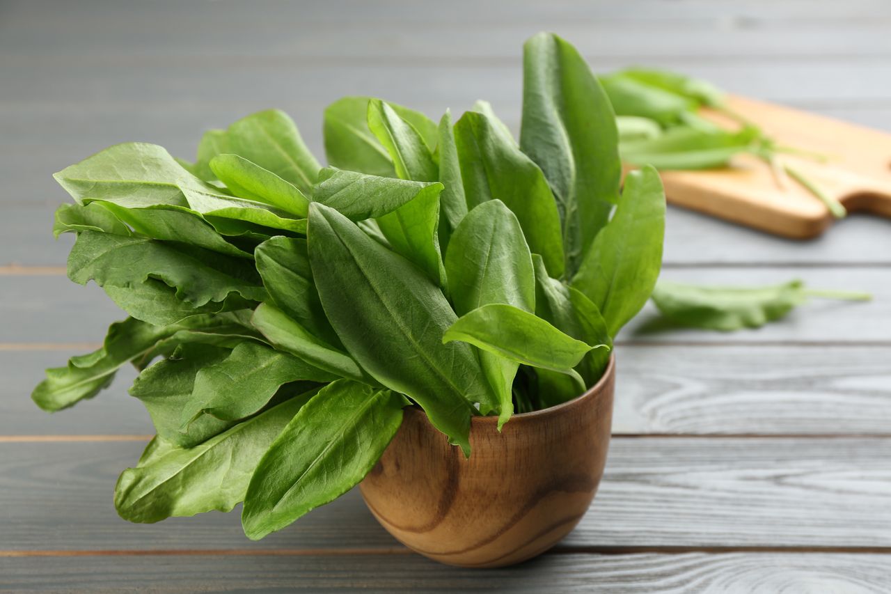 Sorrel: The Tangy Flavour Leaf with Multiple Health Benefits- HealthifyMe