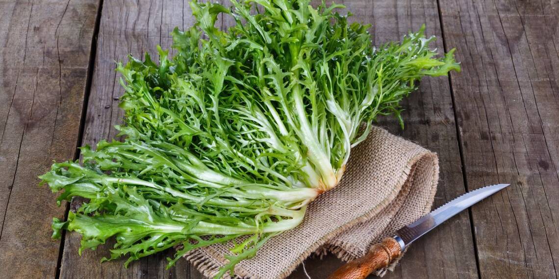 Endives The Ultimate Guide and Its Health Benefits HealthifyMe