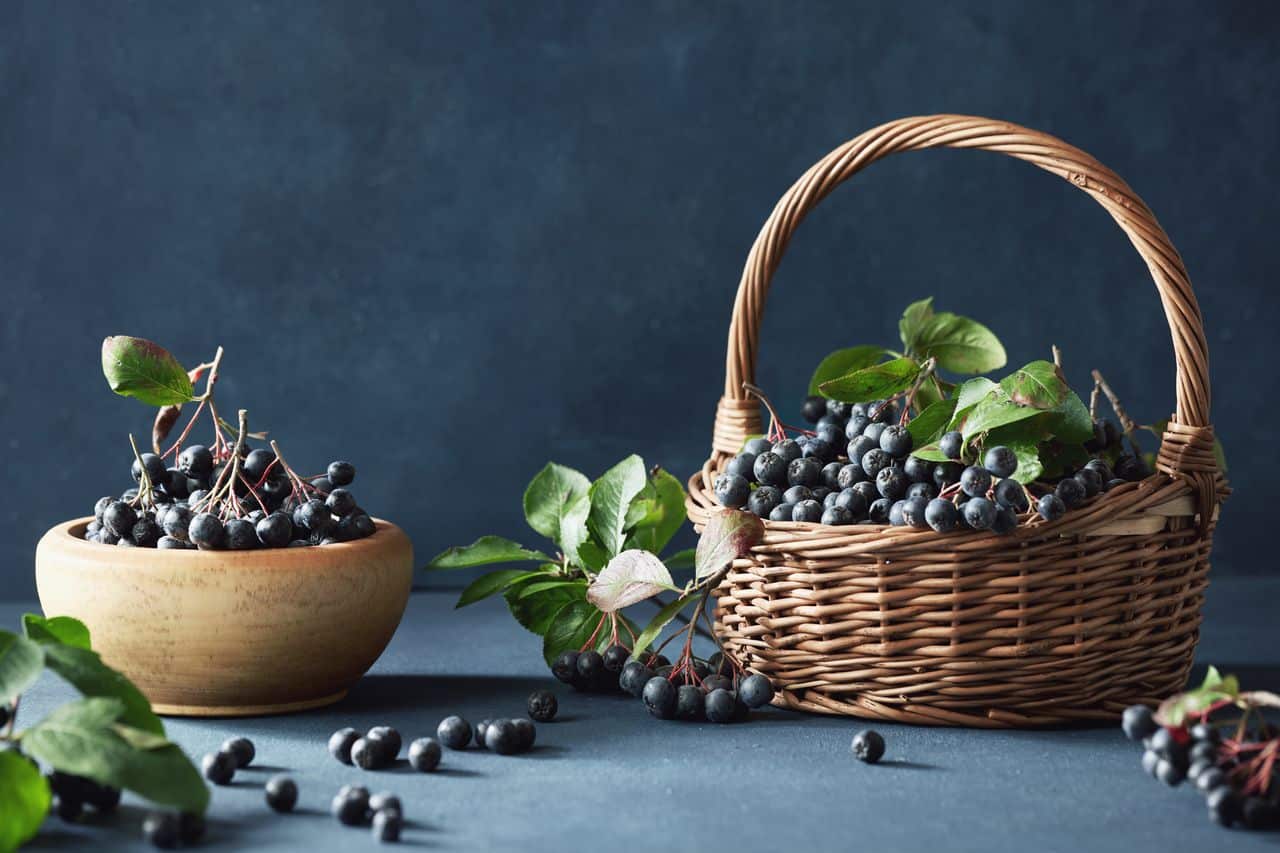 Aronia Berry – turtinga antioksidantų uoga, kupina privalumų