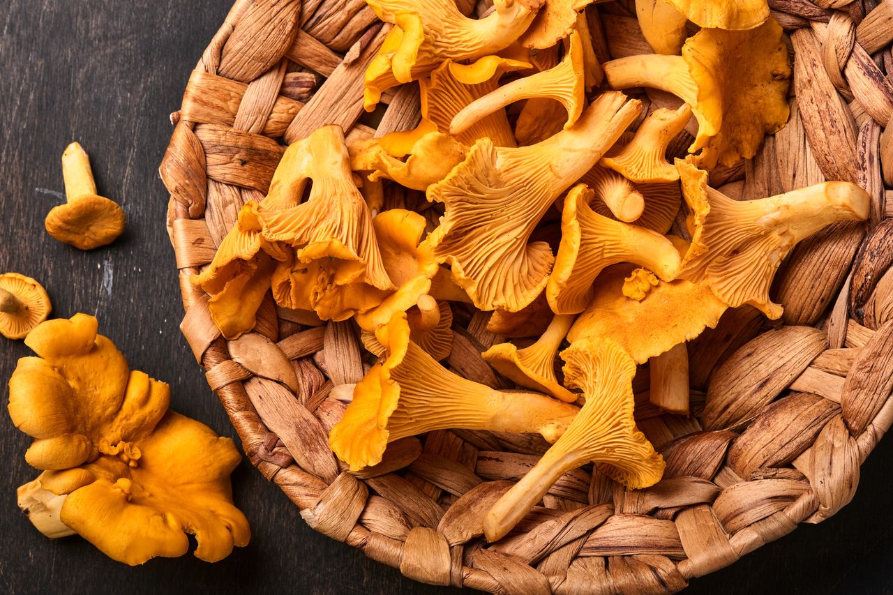 Chanterelle Mushroom: The Wild and Edible Mushroom- HealthifyMe