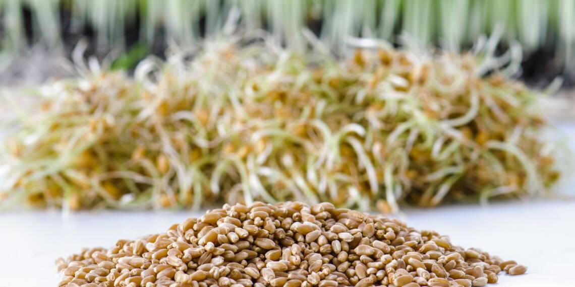 Wheat Berries A Whole Grain To Keep You Healthy HealthifyMe