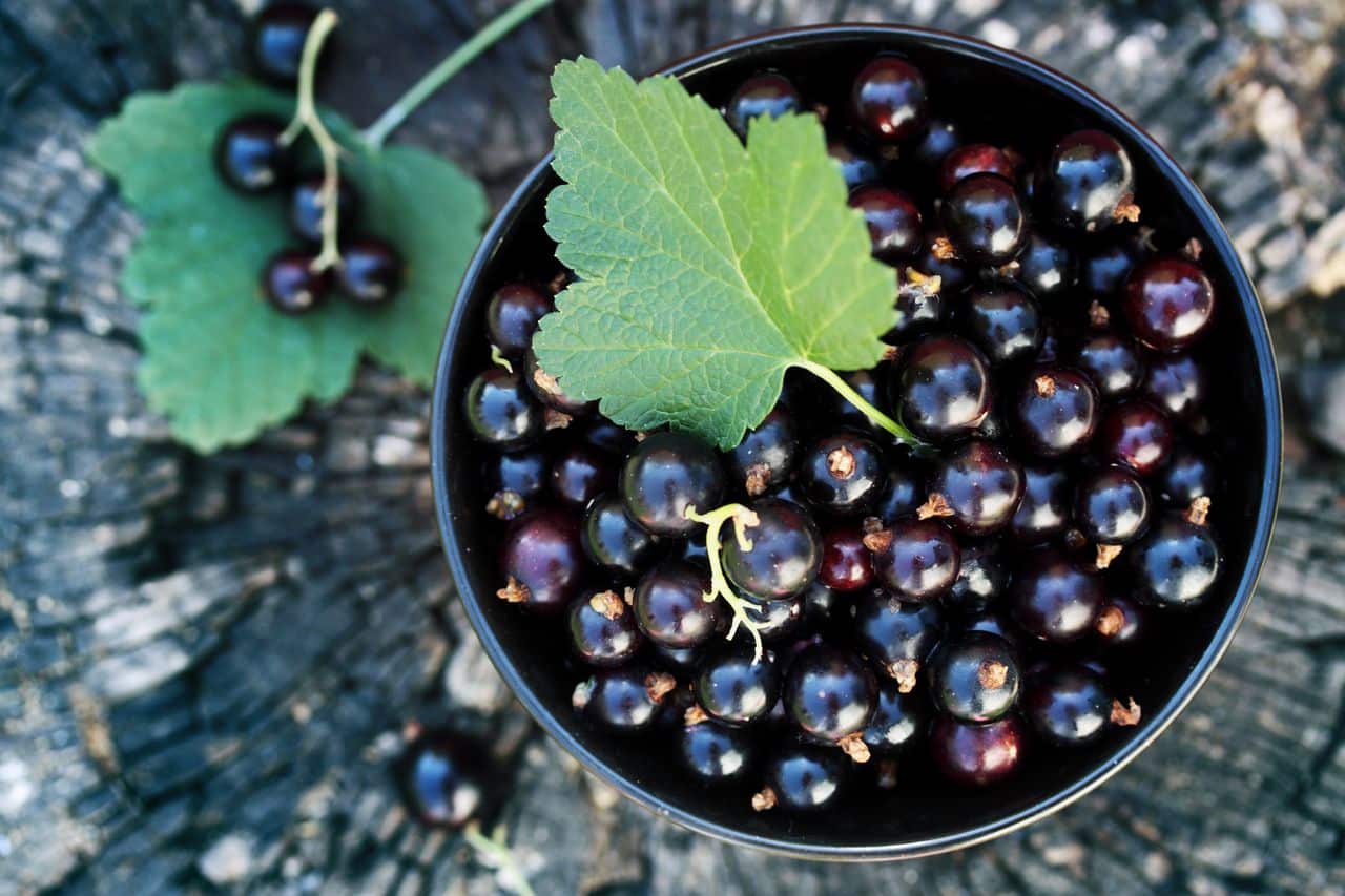 Currant: Health Benefits, Nutritional Facts, and Side Effects- HealthifyMe
