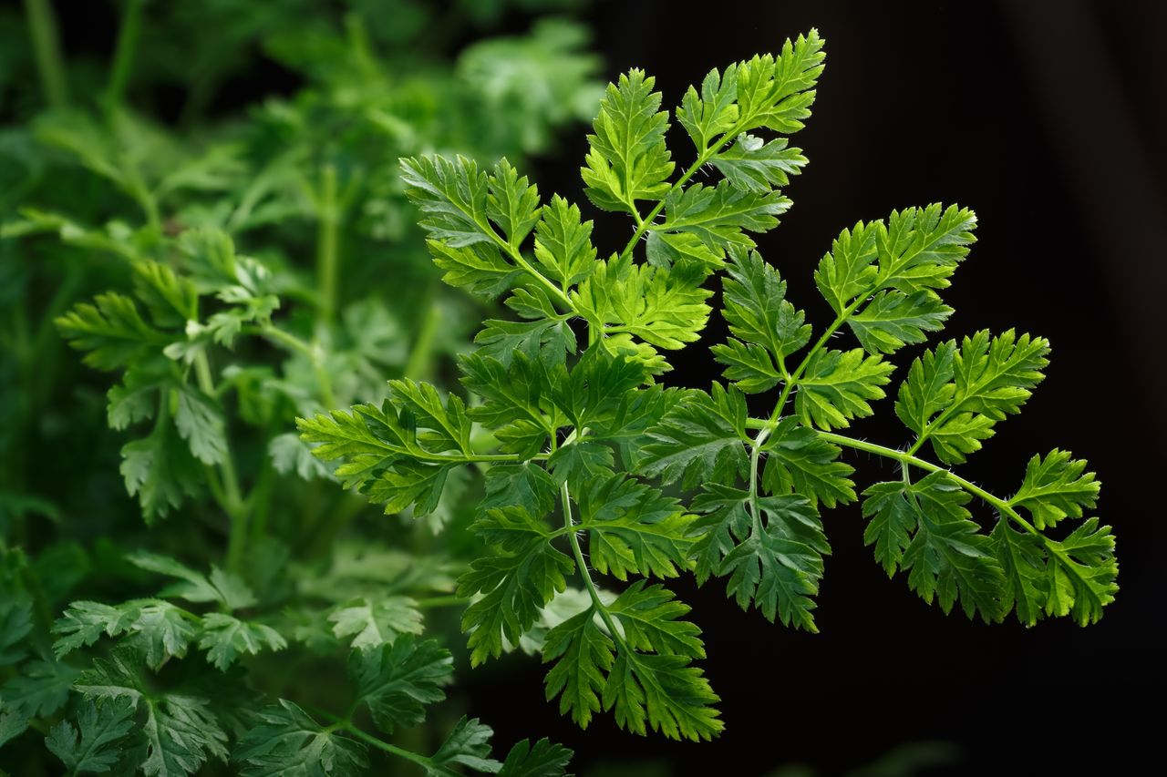 Chervil: The Medicinal Herb for a Healthy Body- HealthifyMe