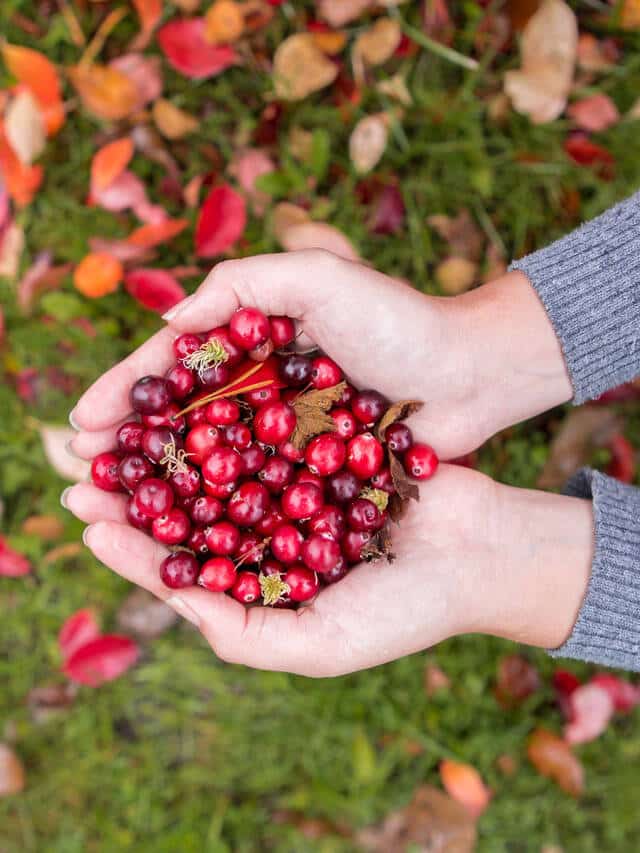 10 Amazing Health Benefits Of Cranberry Juice