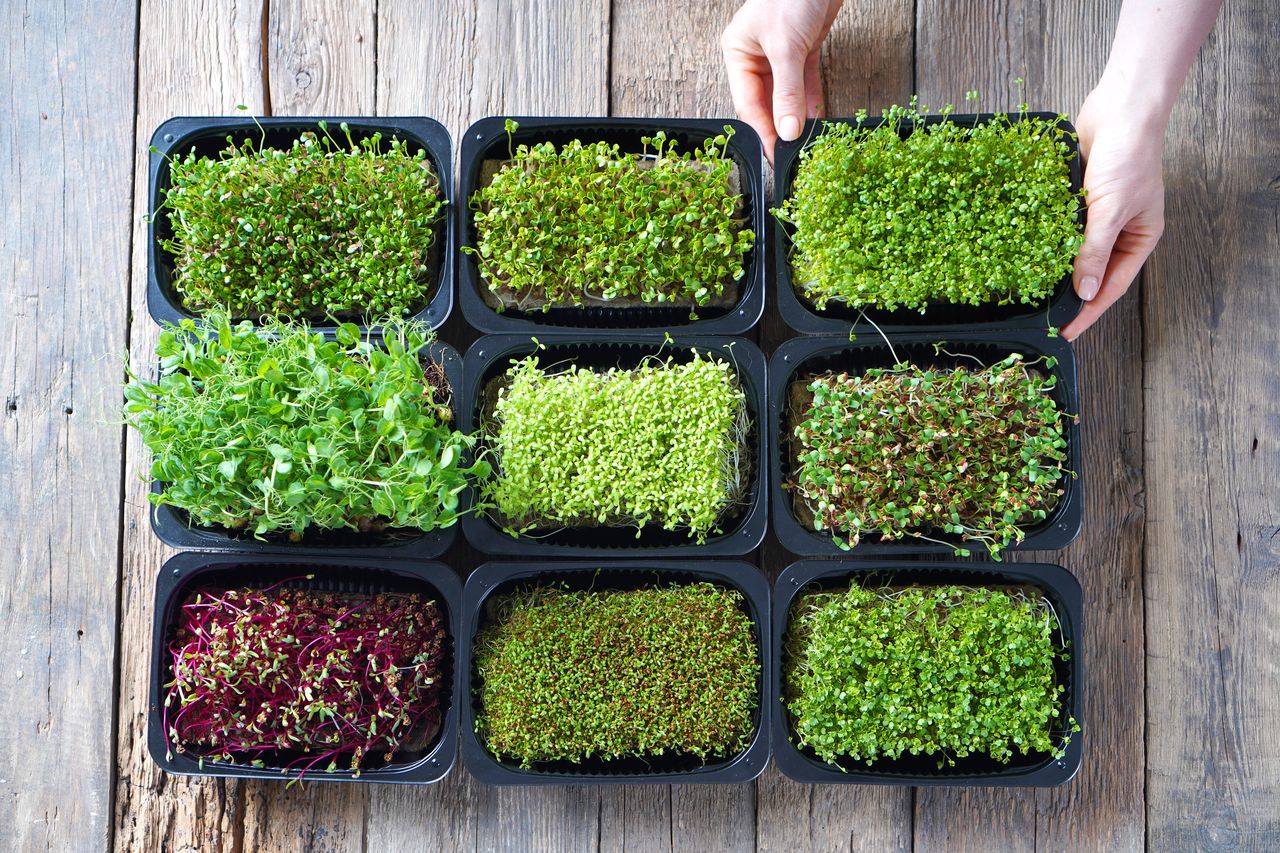 The Connection Between Microgreens and Health- HealthifyMe