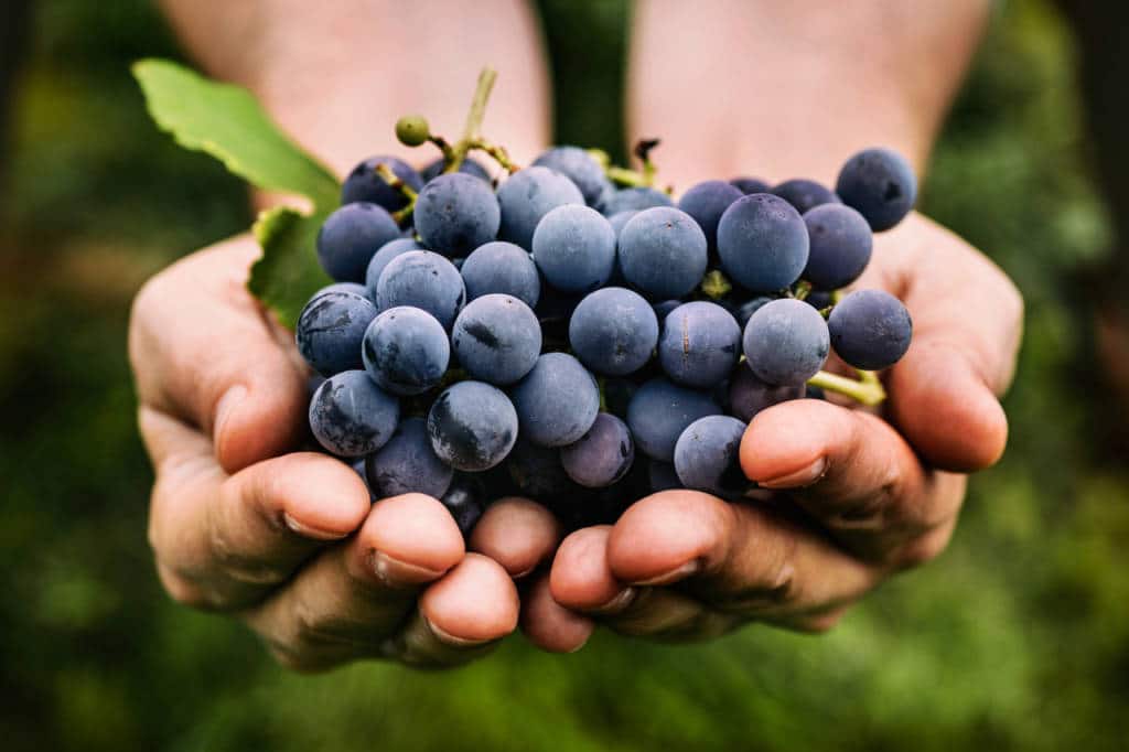 Black Grapes For Diabetes Healthy Or Risky? Blog HealthifyMe