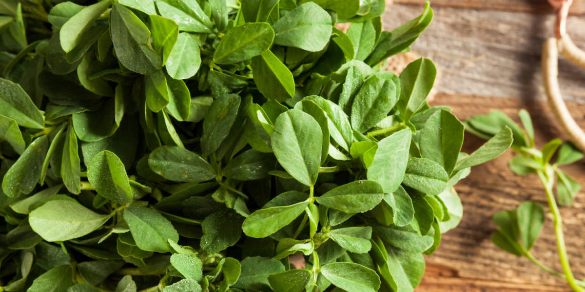 Fenugreek For Diabetes Patients An Expert's Advise Blog HealthifyMe