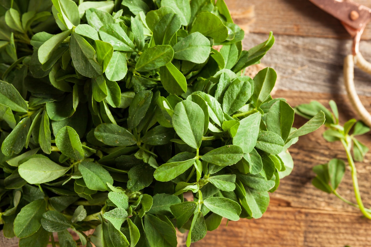 All About Fenugreek for Diabetes Patients- HealthifyMe