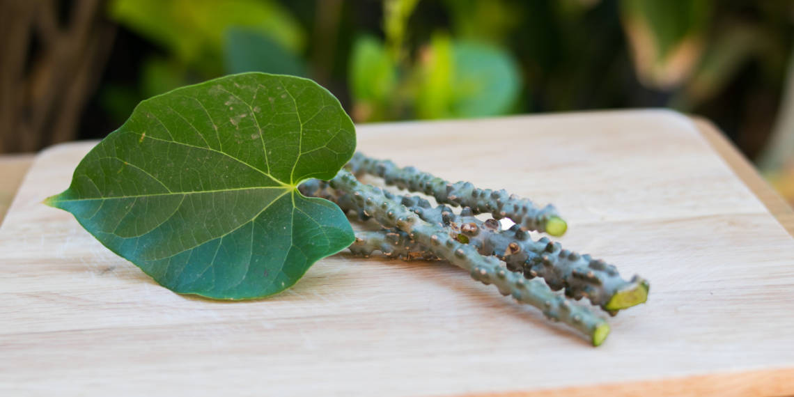 Giloy For Diabetes An Ayurvedic Remedy Blog HealthifyMe