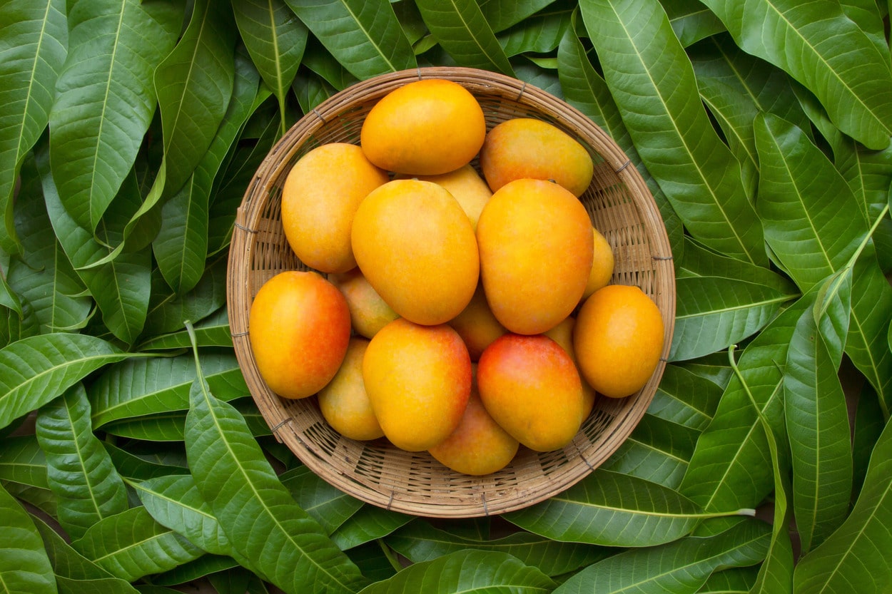 Mango for weightloss