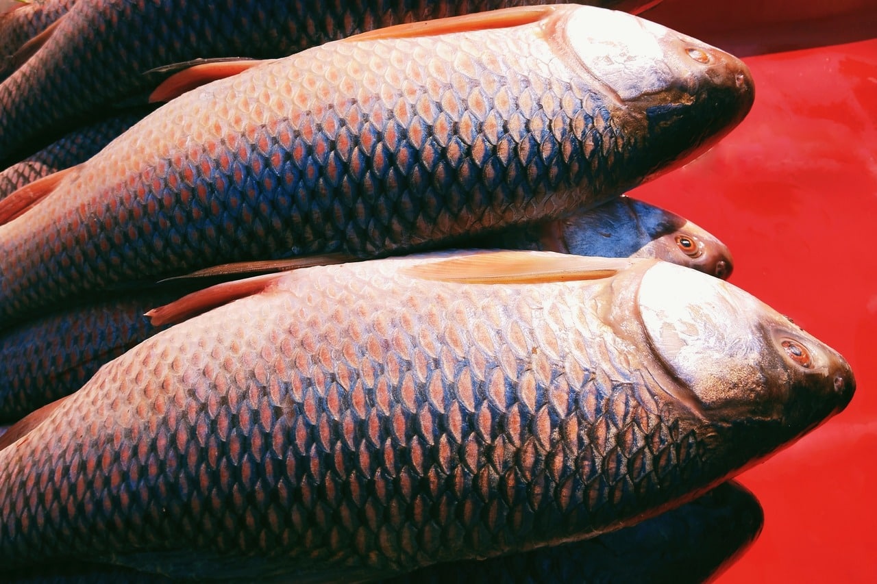 Rohu Fish: Nutritional Profile, Health Benefits, Recipes and More- HealthifyMe