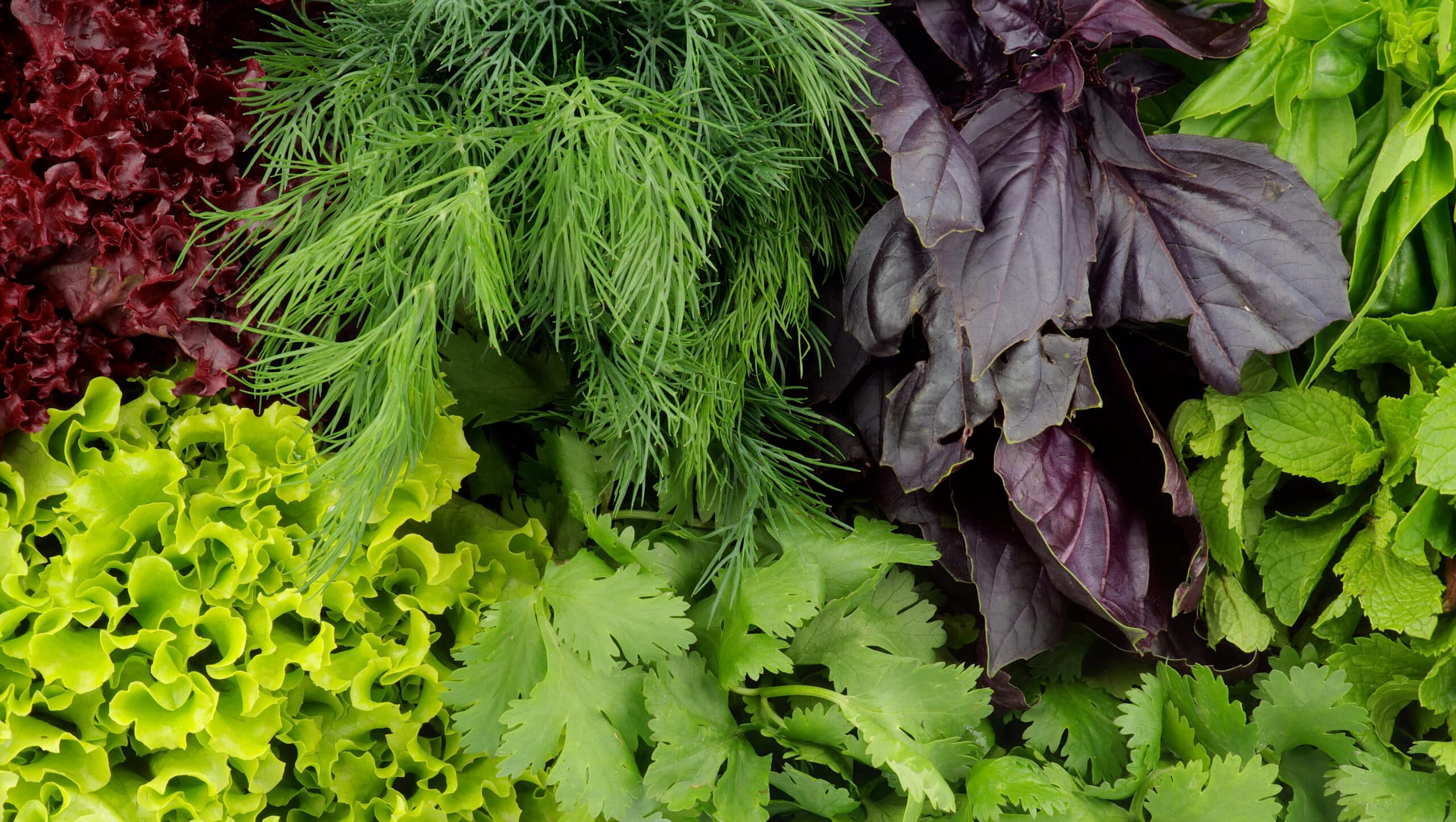 Image of common leafy green vegetables